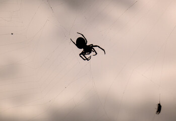 spider on a web