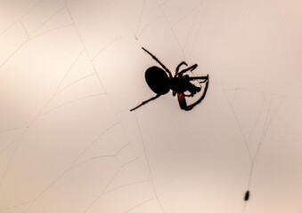 spider and web