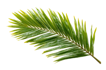 Close-up of a palm frond, vibrant green with yellow highlights