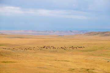 Cattle Herd Grazing in Vashlovani Plains