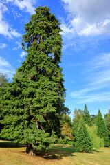 A colourful woodland landscape showing various conifers