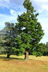 Pine trees in the Berkshire countryside