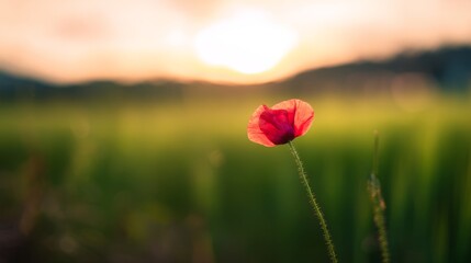 A vibrant red poppy bathed in golden sunset light, symbolizing remembrance and beauty.
