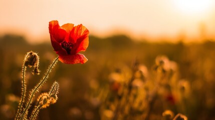 A vibrant red poppy flower in a sunset-lit field, representing remembrance and natural beauty.
