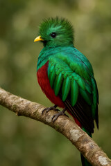 Fototapeta premium Quetzal of Guatemala