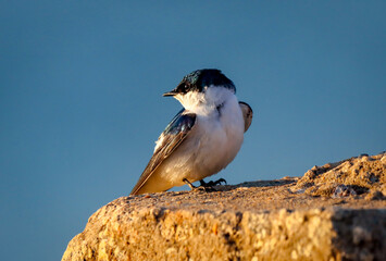 Campos dos Goytacazes, RJ, Brazil, 07/20/2025 - Blue-and-white swallow, Andorinha-pequena-de-casa, Pygochelidon cyanoleuca perched on the banks of the Paraíba do Sul River in Campos dos Goytacazes