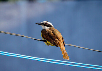 Campos dos Goytacazes, RJ, Brazil, 07/20/2025 - Great kiskadee perched on a wire in Campos dos Goytacazes, in northern Rio de Janeiro state