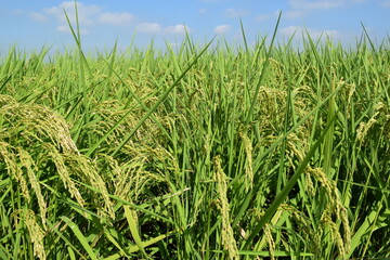 稔り始めた稲穂 山形庄内米