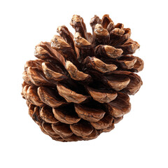An artistic depiction of a pine cone with the effect of hovering and complete withdrawal. This is the base of the cone, sealed in a hovering form, visually separated from the base, created by an artis