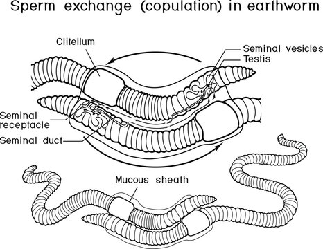 Coloring page with diagram of mating process of earthworms. Scheme of earthworm copulation with elements of the internal structure of the reproductive system for biology lessons