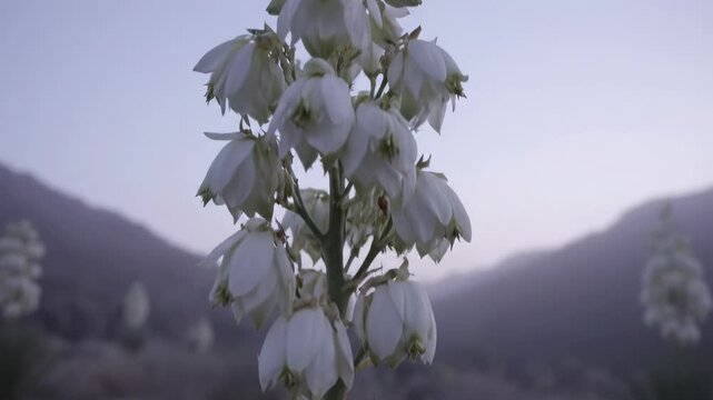 flor de izote - A close-up view of a blooming yucca plant at dusk, showcasing its white flowers and sharp leaves against a serene mountain backdrop, perfect for nature-themed projects