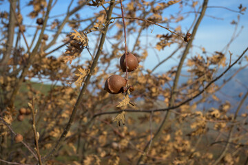 Close up of brown oak galls on dry autumn branches