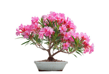 Pink bonsai, small, flowering, artfully pruned.  Clusters of delicate, light pink blossoms atop a miniature tree.  Potted in a light-colored, shallow bowl.  Sharp focus, isolated on black background