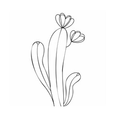 Minimalist cactus with blooming flowers succulent desert plant