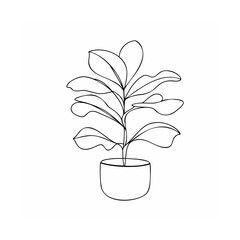 Fiddle leaf fig plant in pot potted plant houseplant