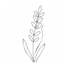 Delicate black line drawing of a plant botanical line art