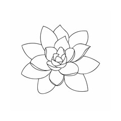 Succulent plant outline drawing botanical