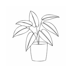 Potted plant with broad leaves houseplant foliage