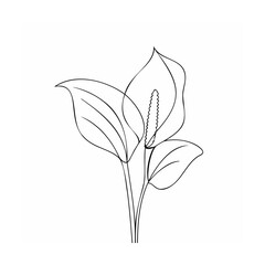 Elegant white calla lily line drawing flower bloom