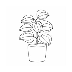 Potted plant with oval leaves green