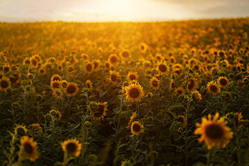 Sunflowers in a field, bathed in warm sunlight at sunset with a sky. A summer day in agriculture. Ecological concept and cultivated area