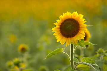 Sunflowers in a field. A summer day in agriculture. Ecological concept and cultivated area