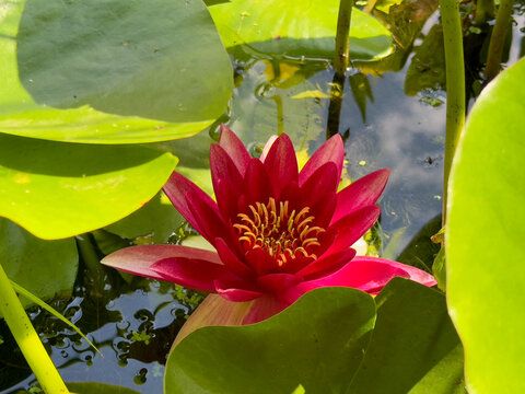 Blooming Red Hardy Water Lily (Nymphaea 'Attraction') with Green Leaves on Pond Surface