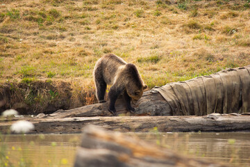 wild boar in the forest