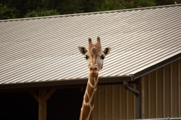 giraffe in the zoo