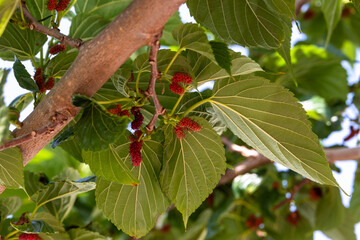 Mulberry tree with ripe fruits Morus nigra France Corsica Carghese 15 June 2025