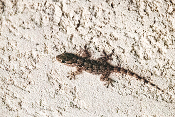 Moorish gecko Tarentola mauritanica on wall France Corsica Carghese 15 June 2025