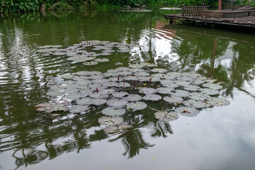 Lily Pads on Peaceful Pond in Vietnam