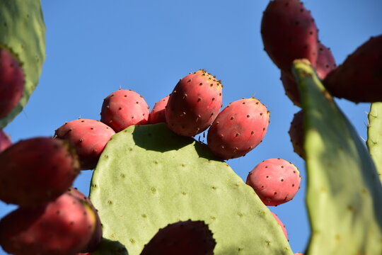 prickly pear cactus fruits