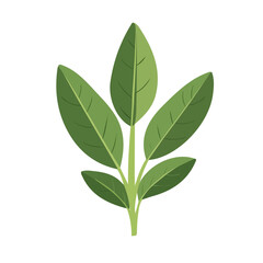 My Simple flat 2D illustration sage leaf isolated on transparent background, vector, flat design, animation design, simple flat 2D icon, My EPS clipart