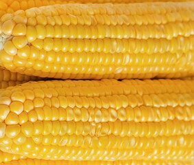 pile of corn cobs on a light background, vegetables stacked pile