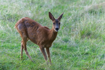Capreolus capreolus european roe deer female with moulted fur on a field. Nature of Czech republic.