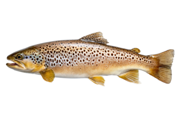 Side view of a brown trout.  Full body, detailed scales and spots