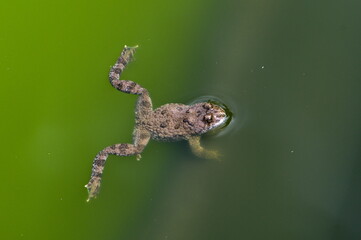 Bombina Variegata aka yellow-bellied toad is swimming in water. Threatened species of amphibian in Czech republic. Rare animal.