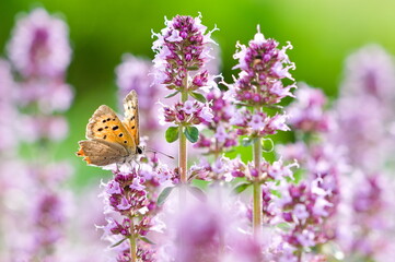 Lycaena phlaeas aka common copper butterfly perched on thymus vulgaris aka common thyme herb.