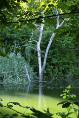 Silent Witness: A Lone Tree by the Tranquil Pond
A bare, weathered tree stands quietly at the edge of a serene green pond, surrounded by lush summer foliage.