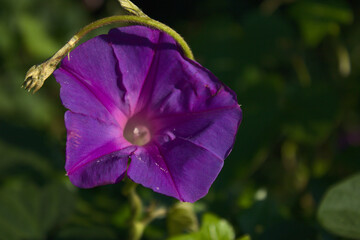 Violet Awakening: Morning Glory in Sunlight
A radiant purple morning glory unfurls its trumpet-shaped petals in the early sunlight, revealing a luminous white throat at its center.