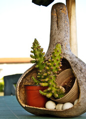 Rustic Harmony: Cactus Still Life in a Gourd Planter
A unique arrangement features a vibrant cactus nestled inside a hollowed, rustic gourd, accompanied by a terracotta pot, a ceramic bowl, and a cact
