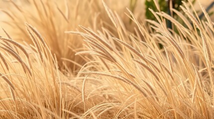 Fototapeta premium close up of wheat field