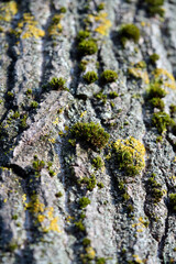 poplar tree bark background