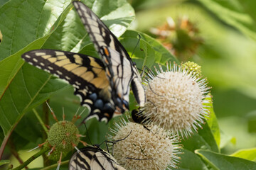 Swallowtail