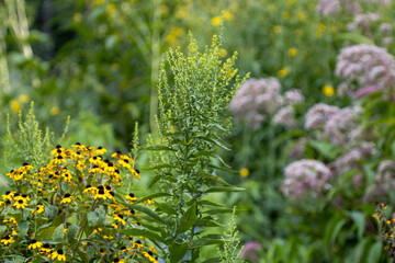 yellow flowers in the garden