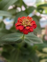 Red zinnia flower