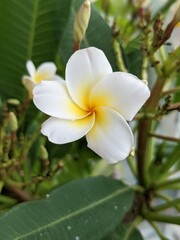 Macro shot of white frangipani flower