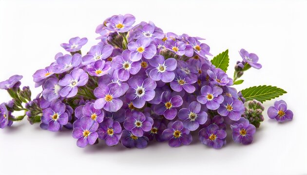 a cluster of small purple heliotrope flowers known as cherry pie isolated on a white background