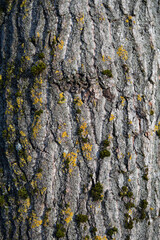 poplar tree bark background